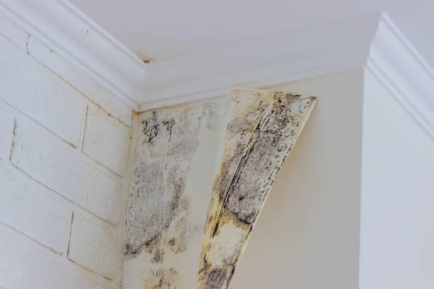 Best Residential Mold Inspection & Testing  in Lititz, PA